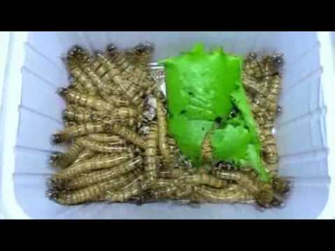 , title : 'Gyászbogárlárva etetés - Larva feeding (50x speed)'