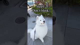 Head of Security.👮0 squirrels caught. 🐿️100% dedication. 💯 #samoyed #dogshorts #squirrelhunting
