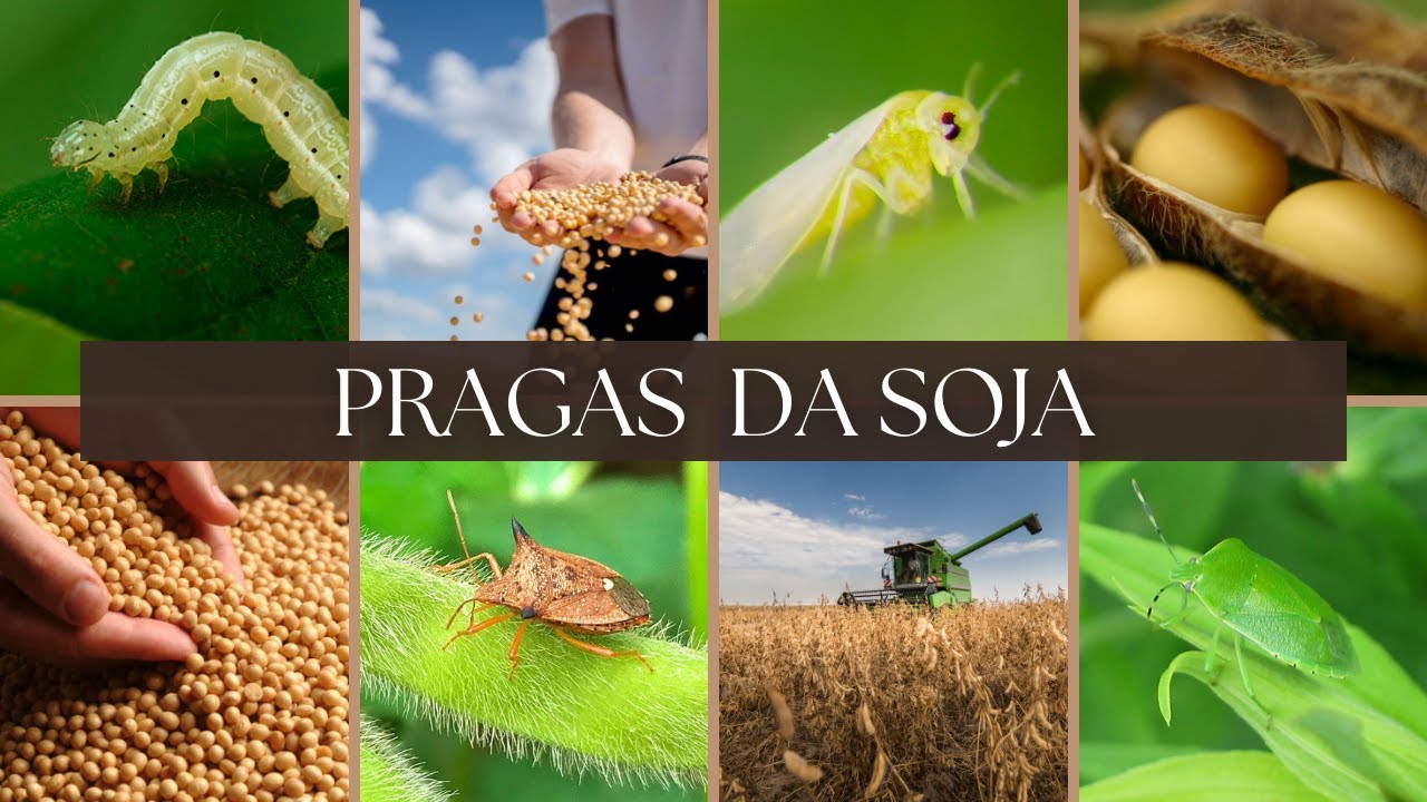 As principais pragas da soja