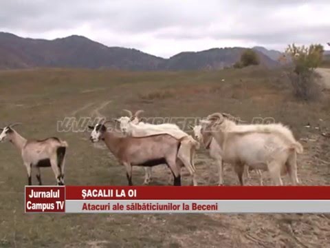 ATACURI ALE SALBATICIUNILOR LA BECENI