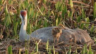 Good Night Camo 2:11:22 Wiechens