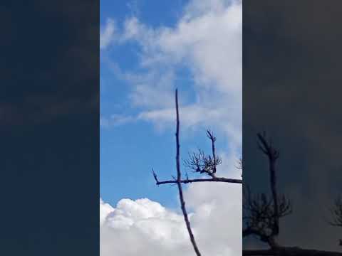 vídeo pé de serra Bahia