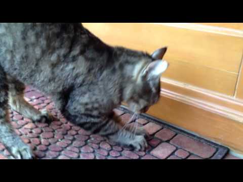 Super Cat Matýsek - スーパーキャット - おかしいビデオ