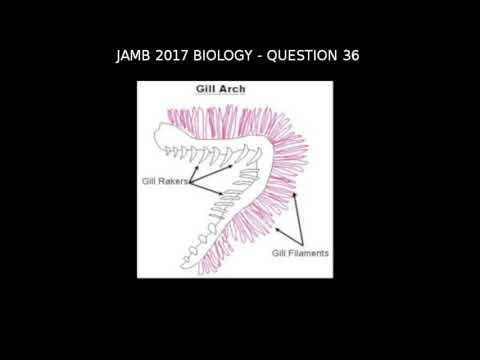 Q36 - JAMB Biology 2017 Past Questions and Answers