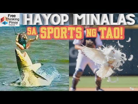 COMPILATION Hayop nakiGULO sa Sporting Events | Animals Interrupting sporting games