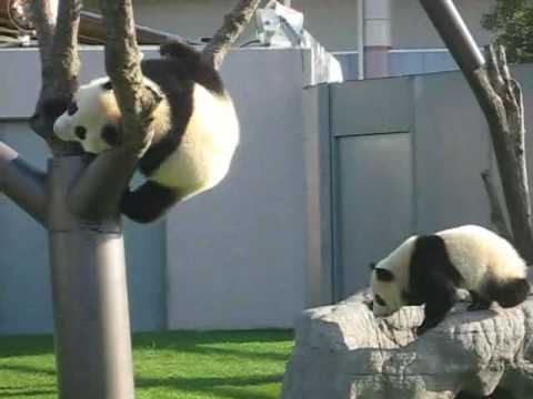 download lagu mp3 mp4 Cfs Antwerpen Boom, download lagu Cfs Antwerpen Boom gratis, unduh video klip Cfs Antwerpen Boom