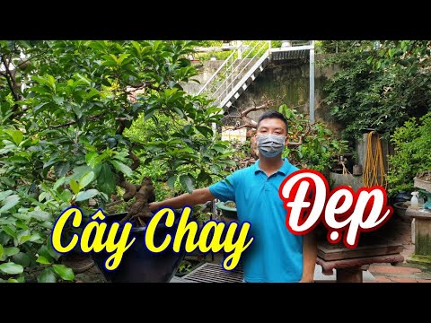 SH.6293. Anh này có cây Chay bonsai rất độc đáo giá 31 triệu đồng. Đth liên hệ 0964.894.094.