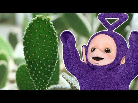 Cactus - Teletubbies Episodio 24 Stagione 1