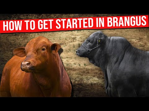 🔴 How To Get Started In BRANGUS CATTLE Breeding ✅ #brangus