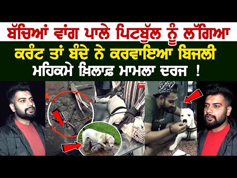 Chandigarh News: ਬੱਚਿਆਂ ਵਾਂਗ ਪਾਲੇ Pitbull ਨੂੰ ਲੱਗਿਆ Current ਤਾਂ ਬੰਦੇ ਨੇ ਕਰਵਾਇਆ ਬਿਜਲੀ ਮਹਿਕਮੇ ਖ਼ਿਲਾਫ਼.