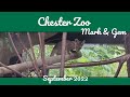 Fossa Pup Fun Chester Zoo September 2022