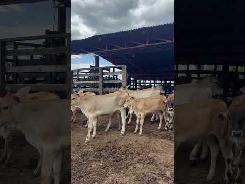 Ganadería María del Rosario Caparrapí Cundinamarca.
