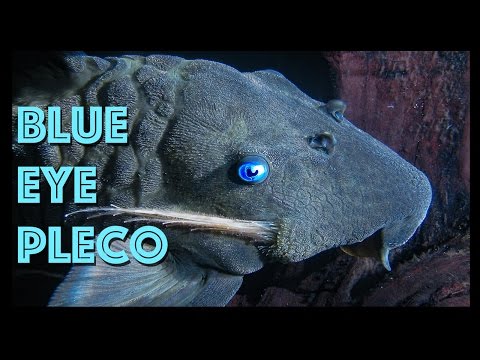 巨大なブルーアイプレコ