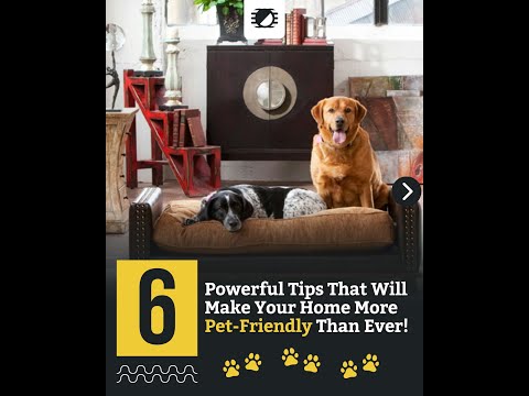 6 Powerful Tips That Will Make Your Home More Pet-Friendly Than Ever!