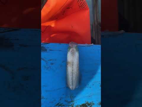 Hasil mancing cumi spot pantai semawang