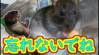 ラットが引退します・・・。いままで、ありがとう(ゆっくり実況音声あり)