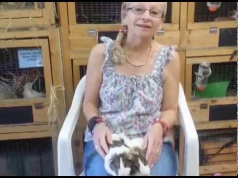 Support Adoption For Pets Celebration Grant Application for Cavy Corner Guinea Sanctuary