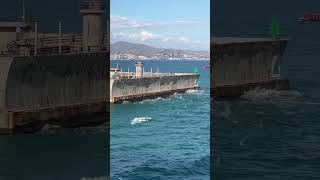 🚢 Travelogue- companions #spain #malaga #cruiseport #cruise #seagulls