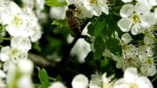 preview picture of video 'Florile de paducel si albine'