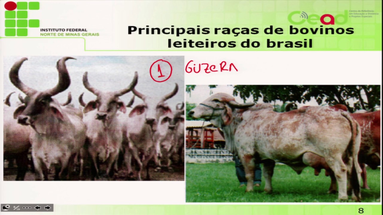 AULA 1 - BOVINOCULTURA