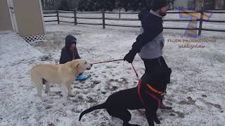 Смотреть онлайн Подборка приколов: Собаки+снег