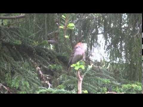 Pine Grosbeak singing