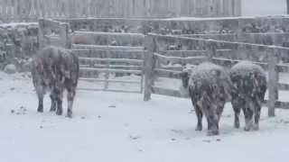 “Aberdeenshire" by Bill Leslie - Photography by Chris Burke