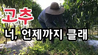 노지 고추는 언제까지 재배 가능 할까요