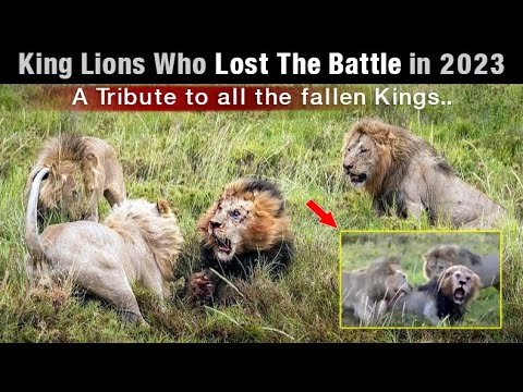 7 Most Famous Lions We've Lost in 2023 | The Fallen Kings