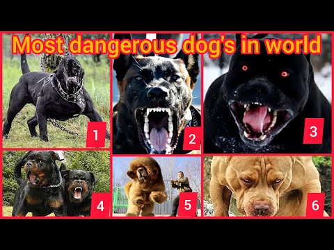 Top 10 biggest dogs in world | dangerous dog's in the world | dangerous dogs