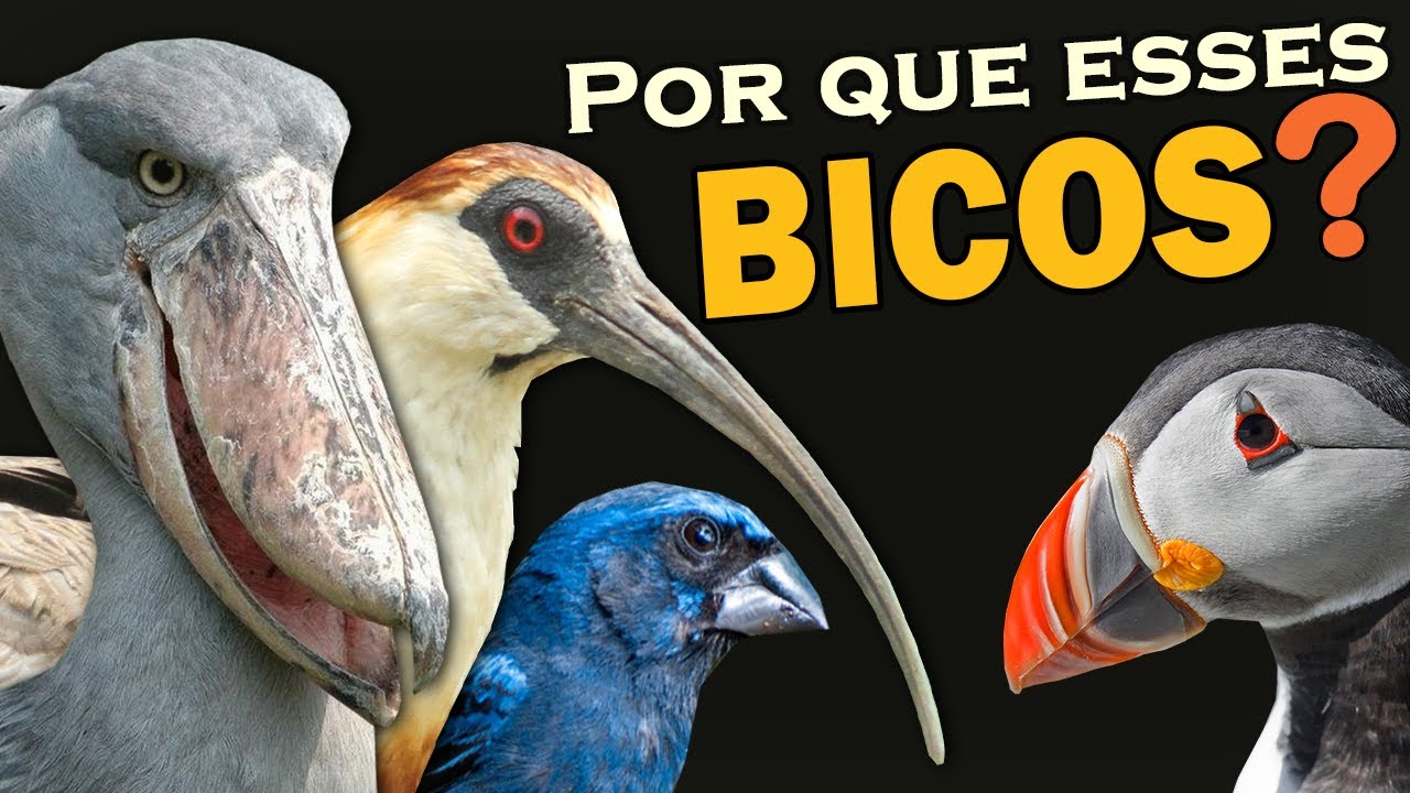 Tipos de BICOS DAS AVES: Para que servem e alimentação | Qual o pássaro com bico mais estranho?