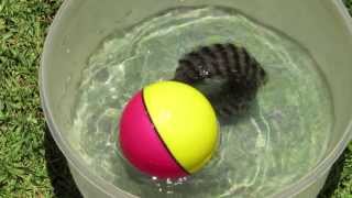 preview picture of video 'Beavers Ball Water Toy'