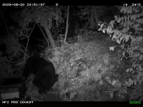 一頭成年公熊侵入蜂場破壞蜂箱後，叼走蜂巢片