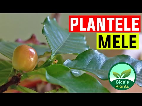 , title : 'Plantele mele in Martie 2022 | update'