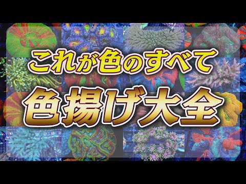 サンゴの木について詳しく解説