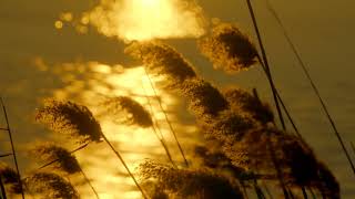 멍 때려도 좋아 | 강진 탐진강 영상