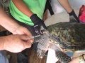 How to Draw Blood from a Sea Turtle 