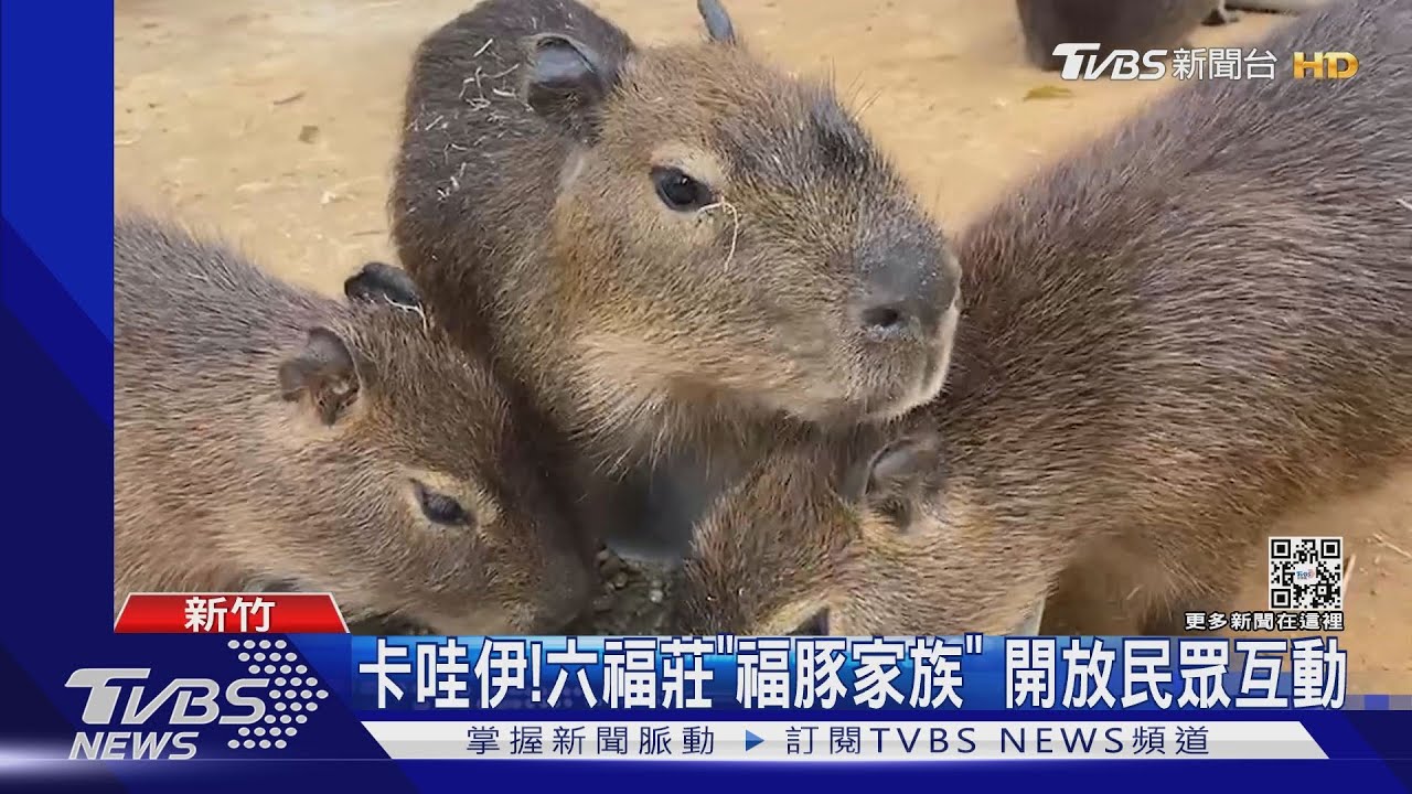 再添生力軍! 水豚家族喜迎3寶寶8月亮相