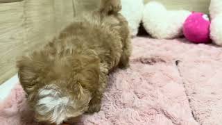 ハーフ犬の動画01