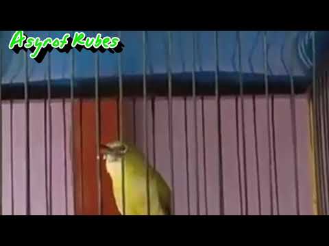 download lagu mp3 mp4 Download Mp3 Burung Pleci Nembak Kenari, download lagu Download Mp3 Burung Pleci Nembak Kenari gratis, unduh video klip Download Mp3 Burung Pleci Nembak Kenari