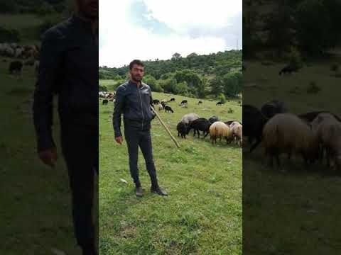 , title : '#karagül (kıcık koyun) tokat Turhal kızkayası'
