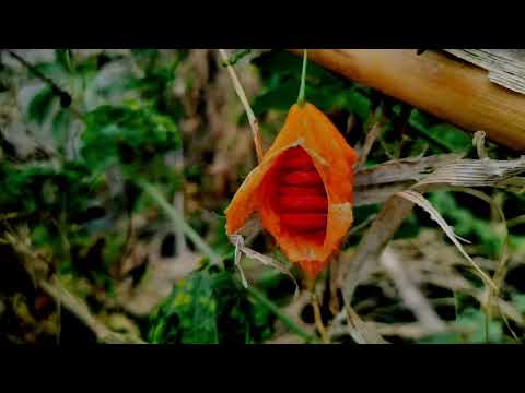 Nature on Indian New Year day | by Yagnesh K |