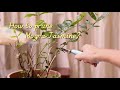 How To Prune Mogra Jasmine Plant The Gardener Teaches You How To Do It Well