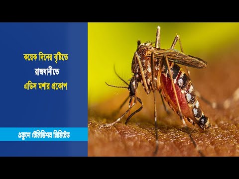 কয়েক দিনের বৃষ্টিতে রাজধানীতে এডিস মশার প্রকোপ | ETV News
