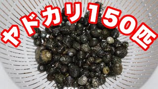 【海水魚動画】海水魚水槽にヤドカリ150匹導入してみた！＃224