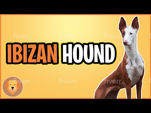 Ibizan Hound Top 10 Facts