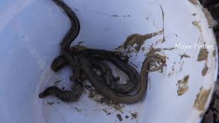A lot of Eels on Dry Season|Catch Eel in Mud Underground by Hands|Major Fishing