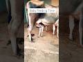 Milk Time Shorts Cow Gaumata Maa Milk Babyanimals Feeding Village Viralshort