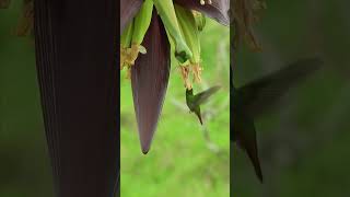 Hummingbird Drinking Honey from Banana Flower | Humming Bird Fact | Smallest Bird | Cute Bird