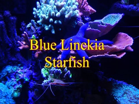 Adding Blue Linckia Starfish | Reef Tank